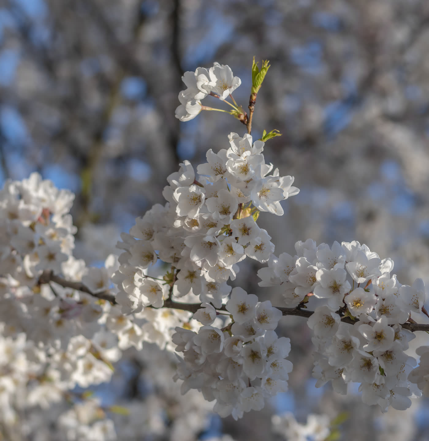 High Park, Toronto